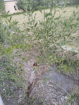 Goji Agro